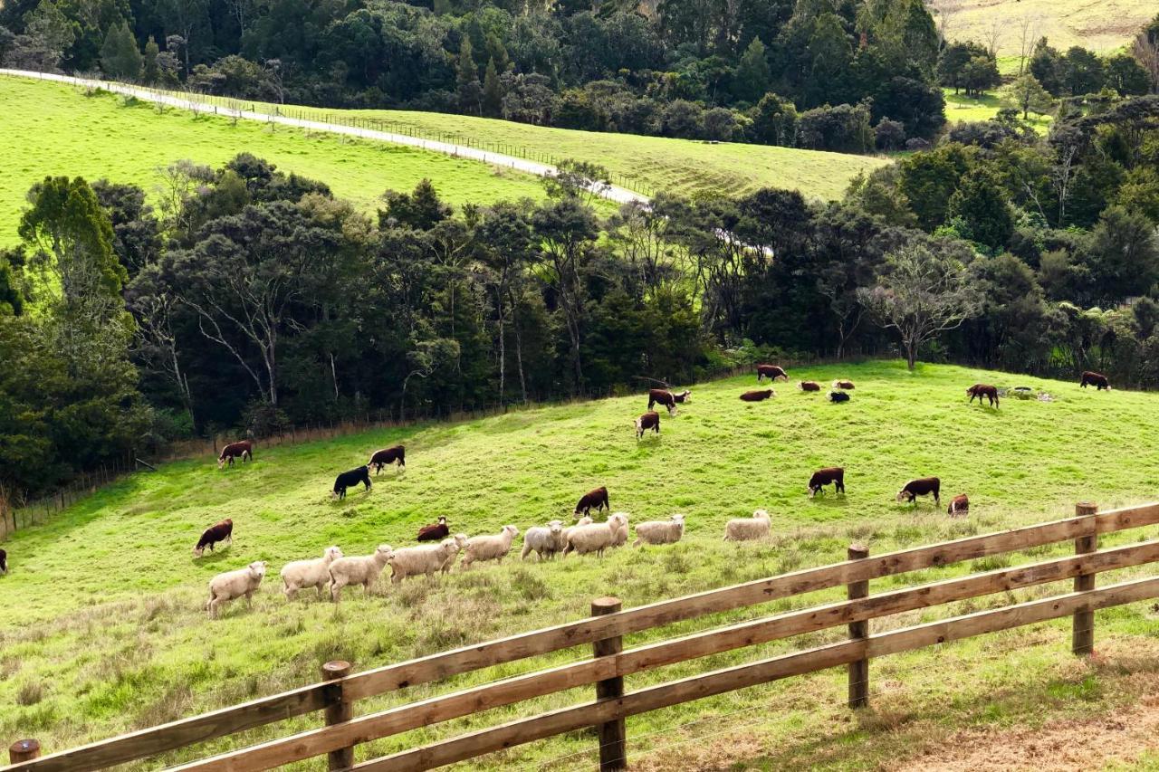 Kauri Glen Bnb Te Arai Exteriör bild