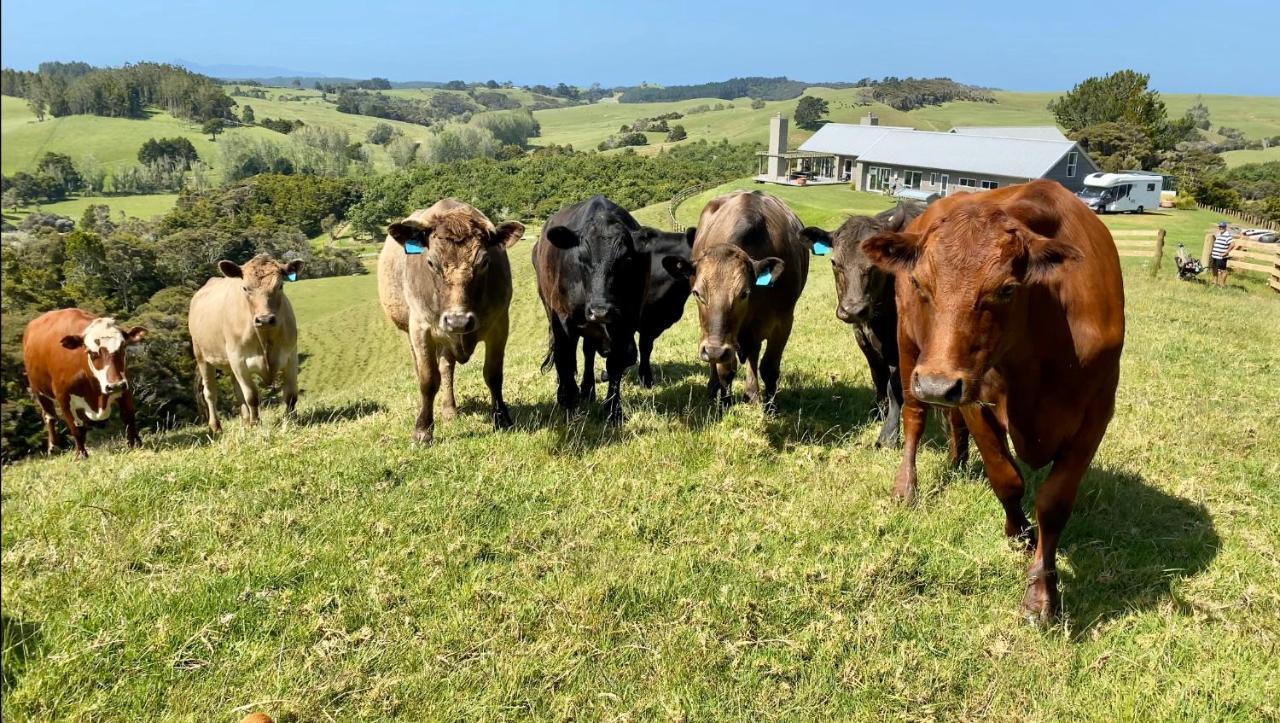 Kauri Glen Bnb Te Arai Exteriör bild